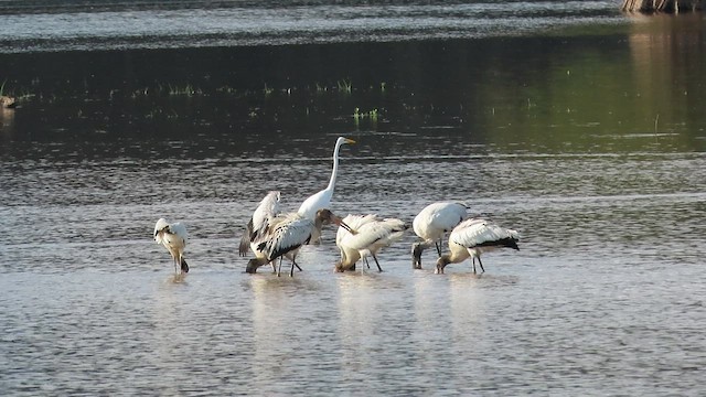 Wood Stork - ML608712375