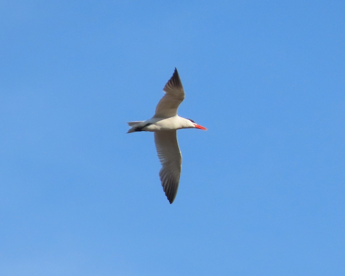Caspian Tern - ML608712376