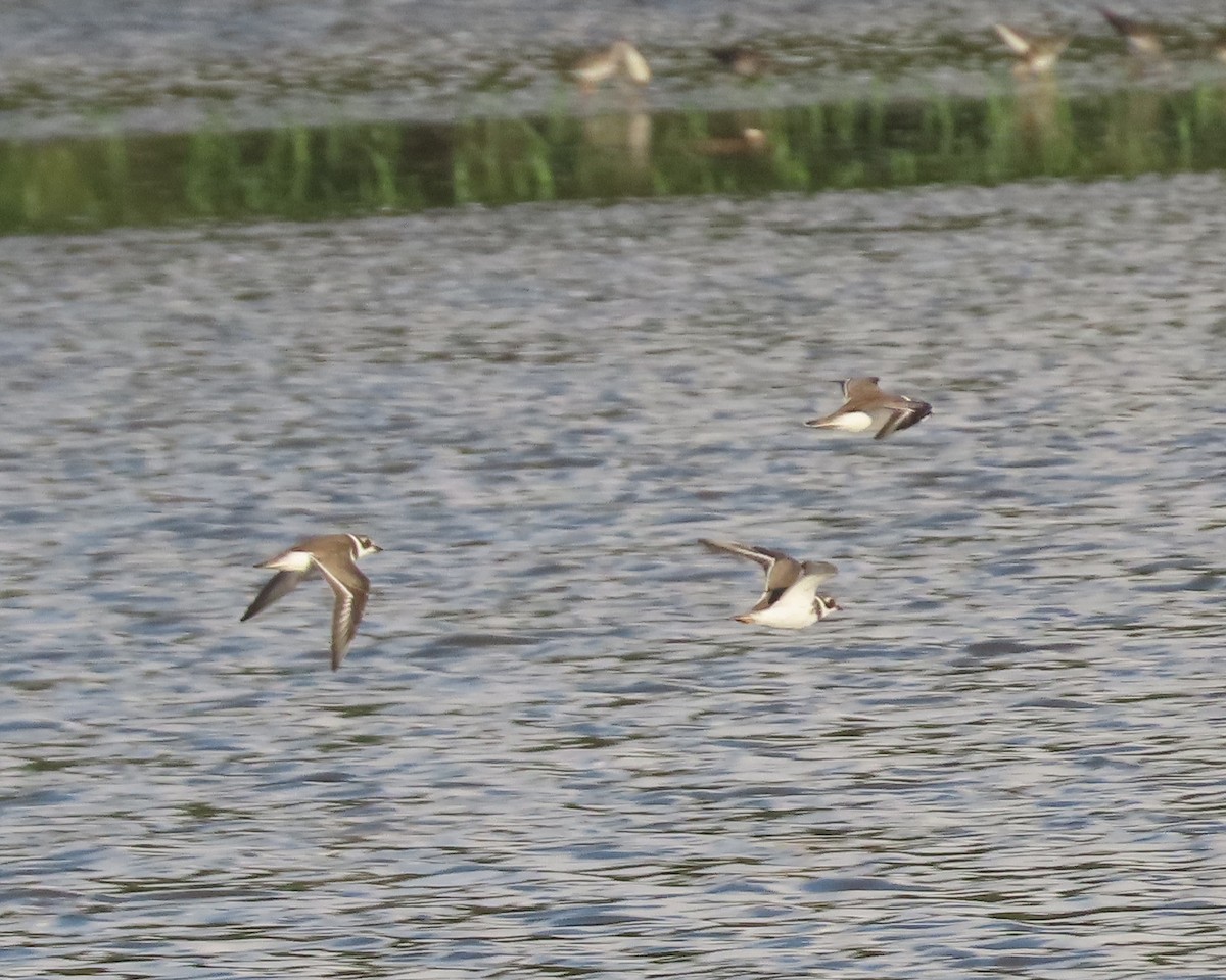 Semipalmated Plover - Karen Hogan