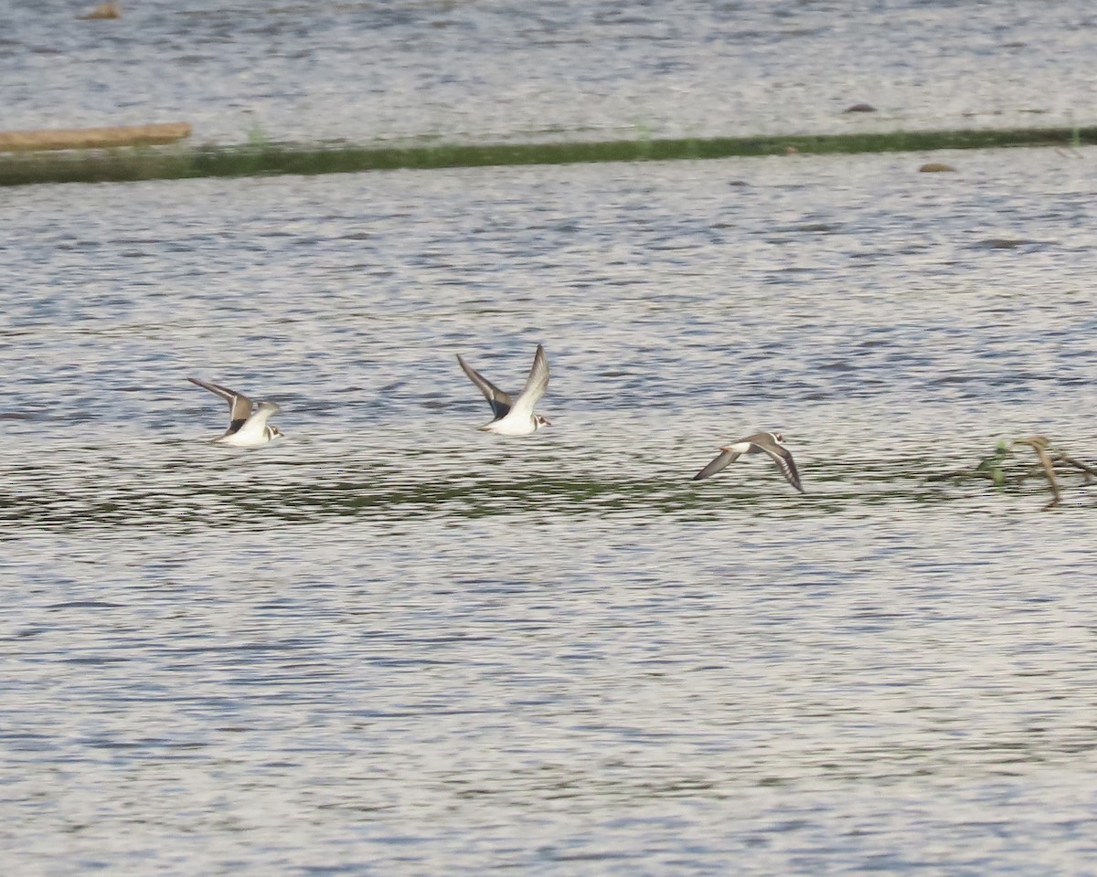 Semipalmated Plover - ML608712391