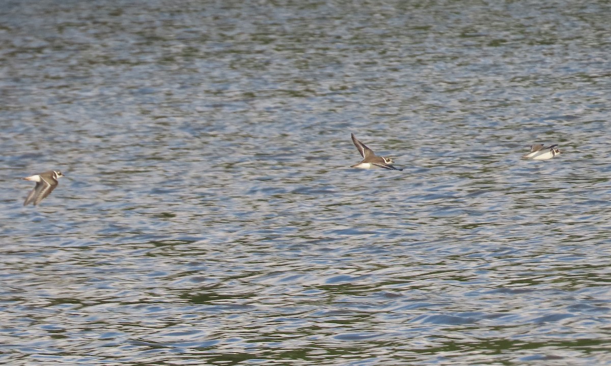 Semipalmated Plover - Karen Hogan