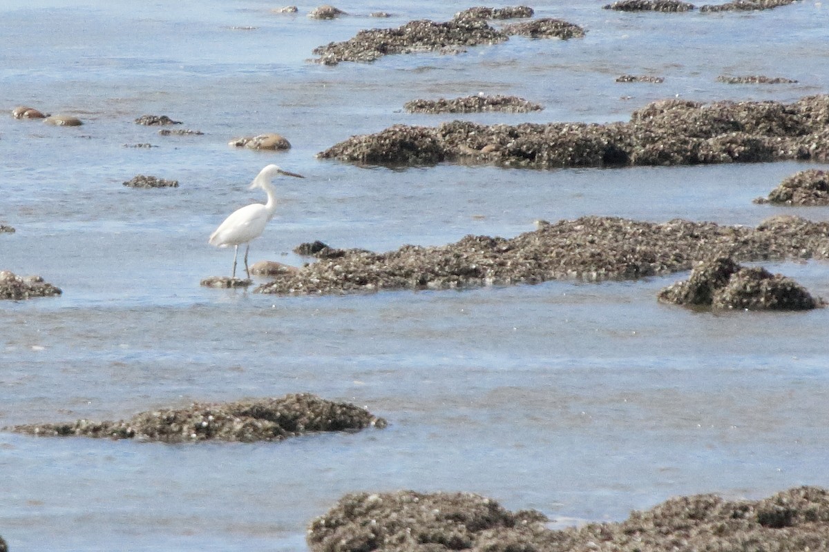 Chinese Egret - Anonymous