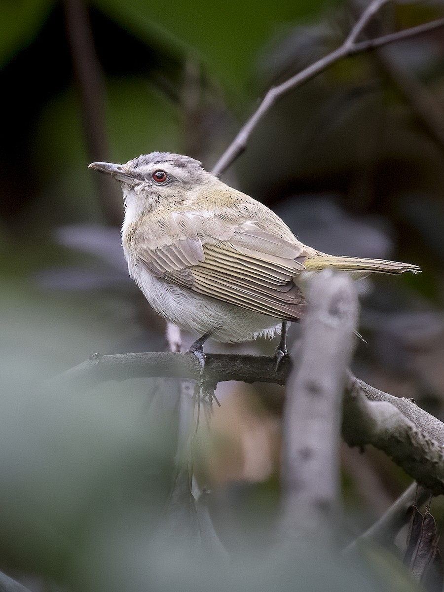 Red-eyed Vireo - ML608712507