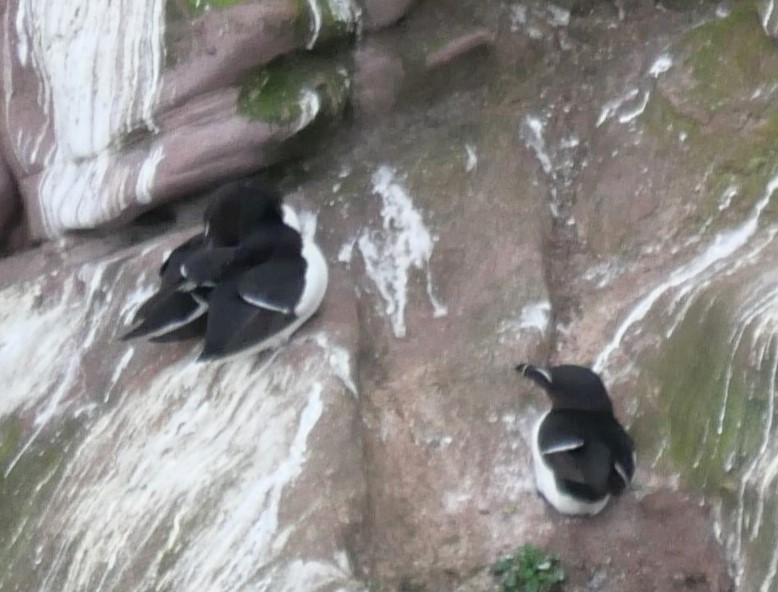 Razorbill - Annette Foy