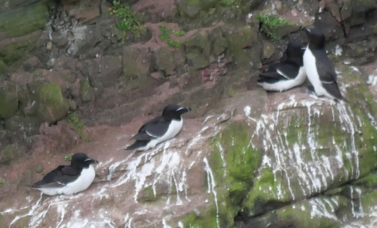 Razorbill - ML608712543