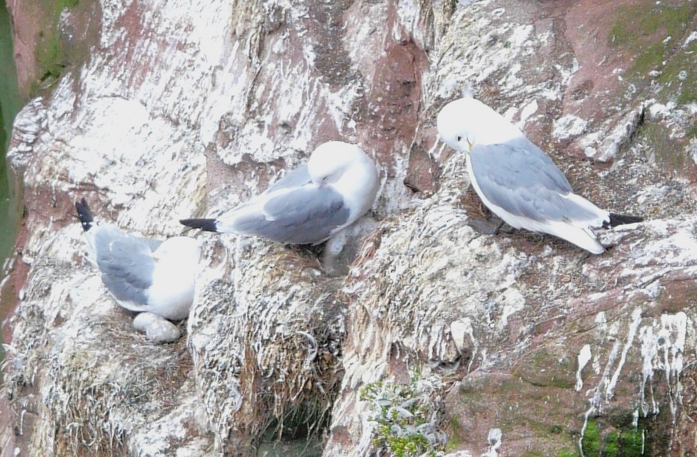 Gaviota Tridáctila - ML608712557