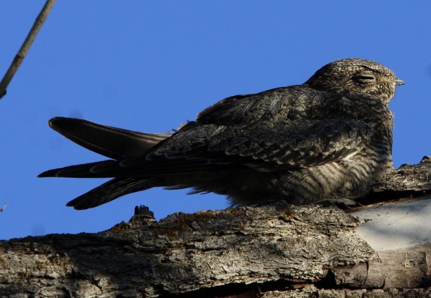 Common Nighthawk - ML608712617