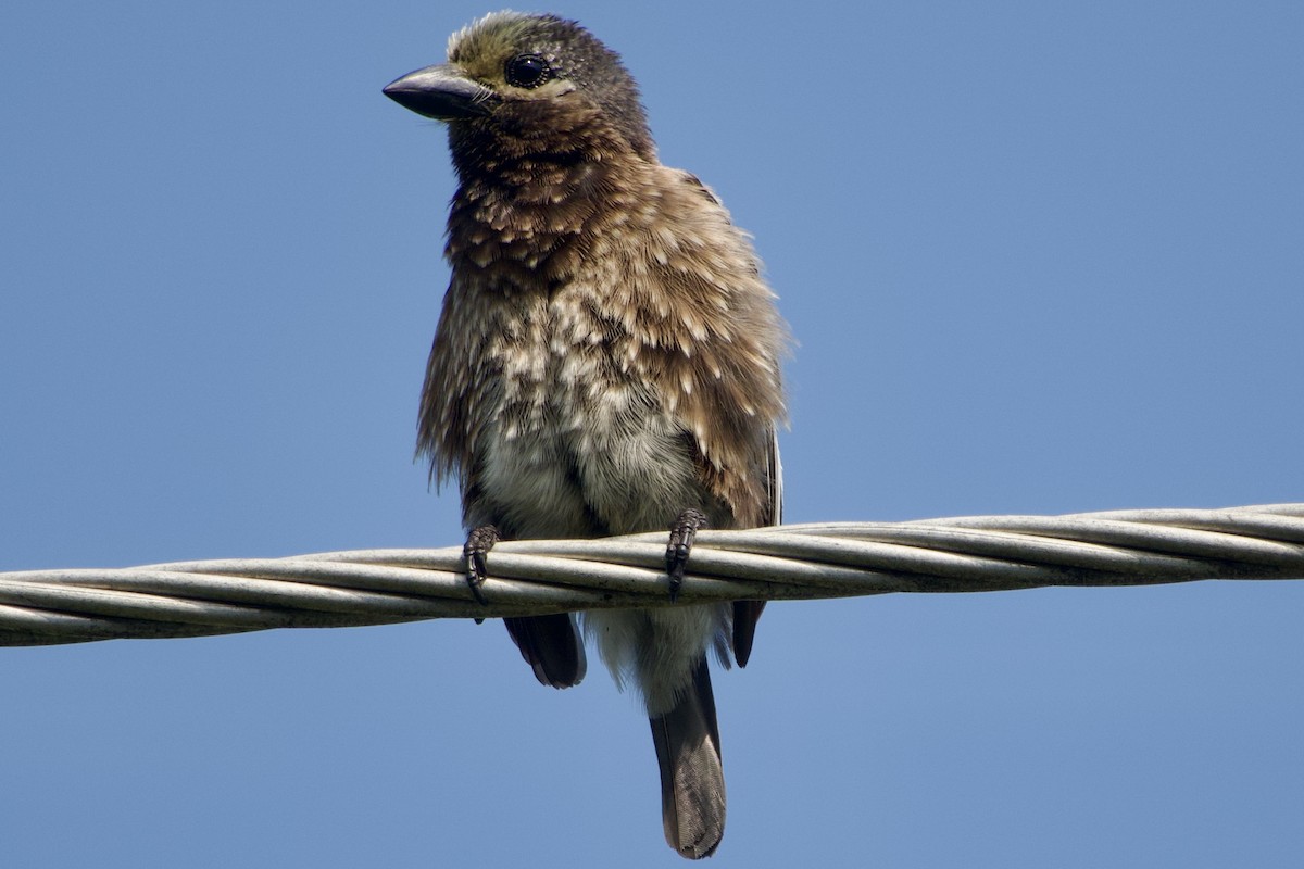 Whyte's Barbet - ML608712619