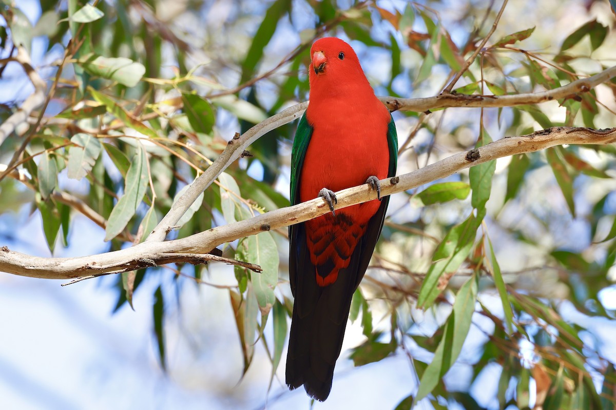 Avustralya Kral Papağanı - ML608712621