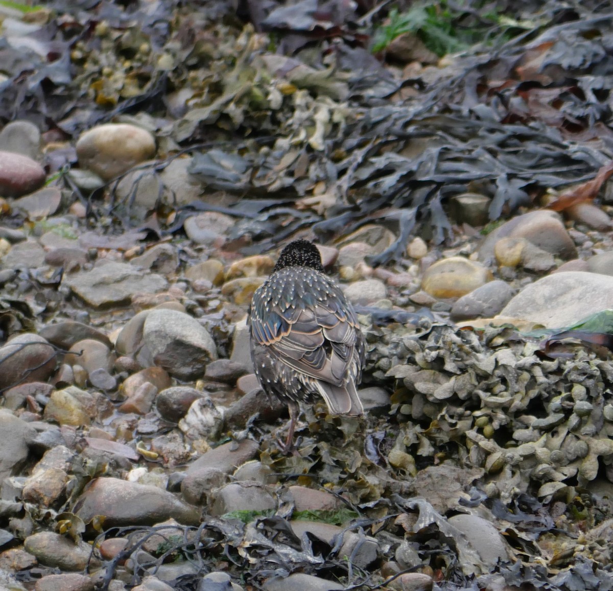 European Starling - ML608712657