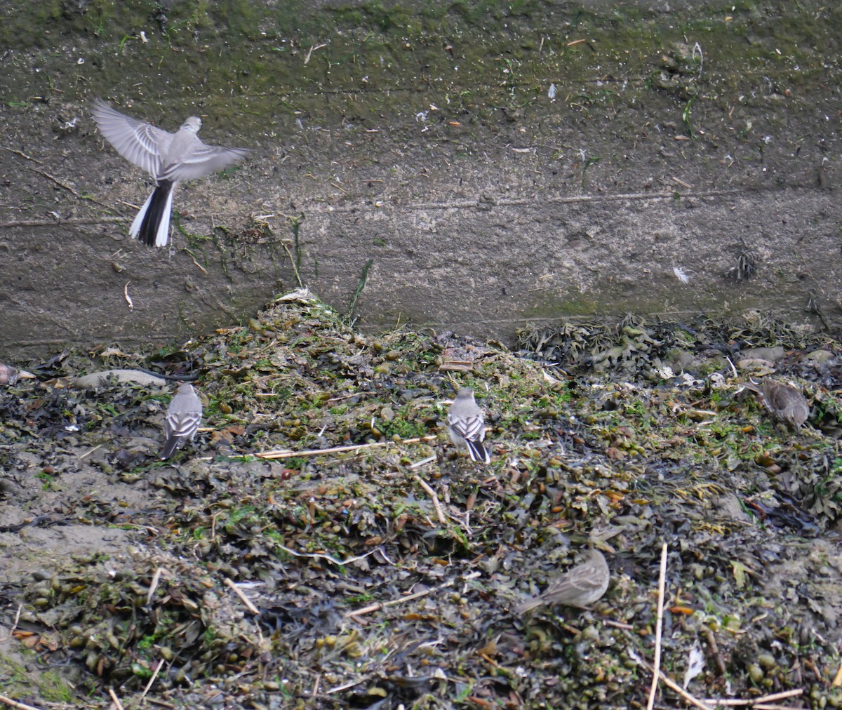 White Wagtail (British) - ML608712672