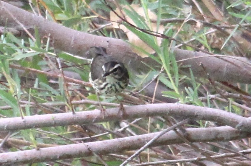 Louisiana Waterthrush - ML608712682