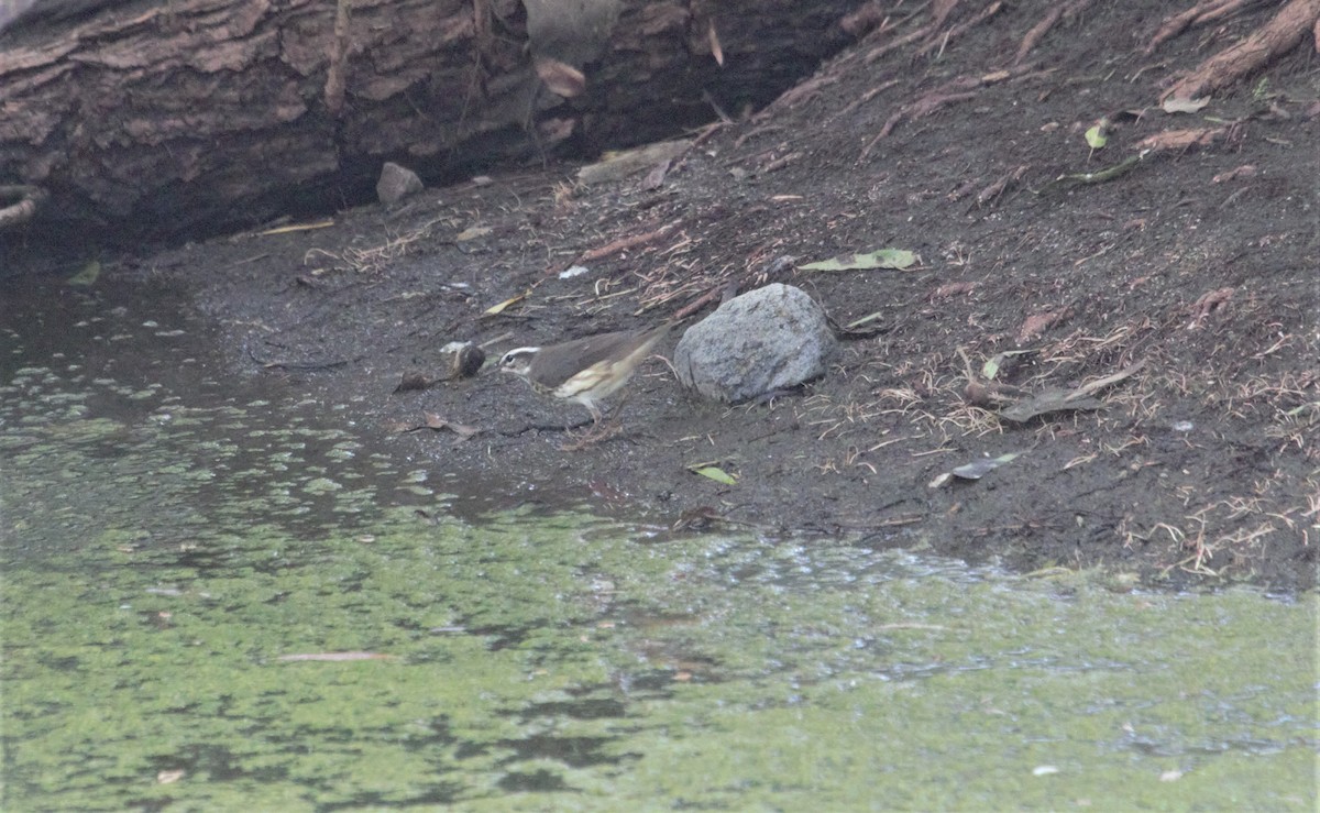 Louisiana Waterthrush - Anonymous