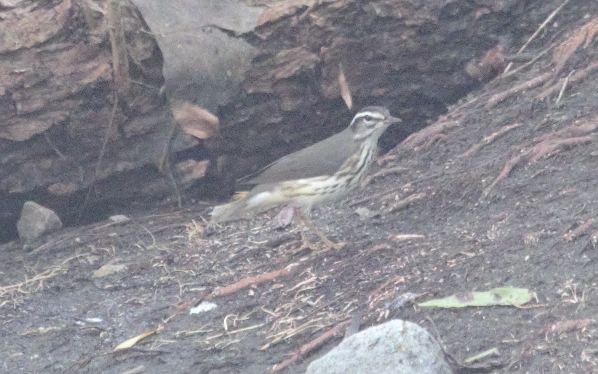 Louisiana Waterthrush - ML608712686