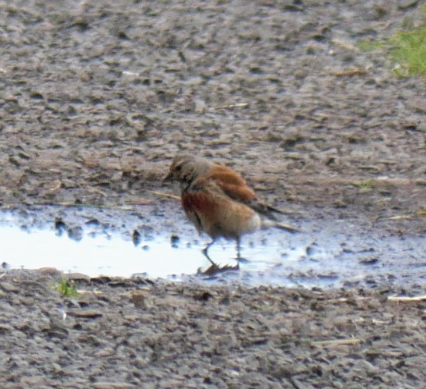 Eurasian Linnet - ML608712707