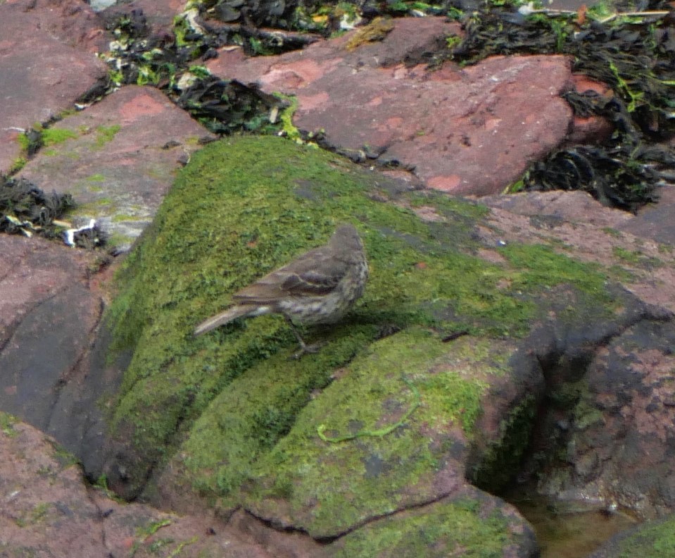 Rock Pipit - Annette Foy