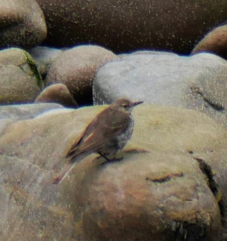 Rock Pipit - Annette Foy