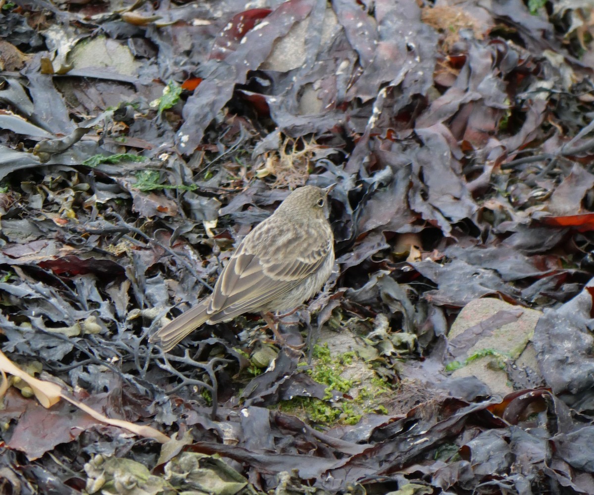 Rock Pipit - Annette Foy