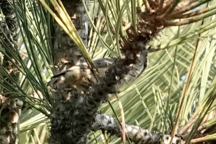 Red-breasted Nuthatch - Paul Mulholland