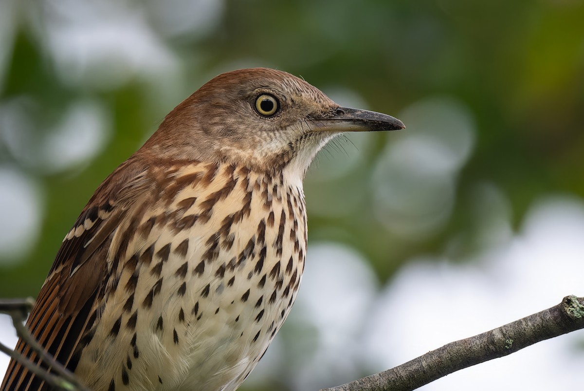 Brown Thrasher - ML608712863