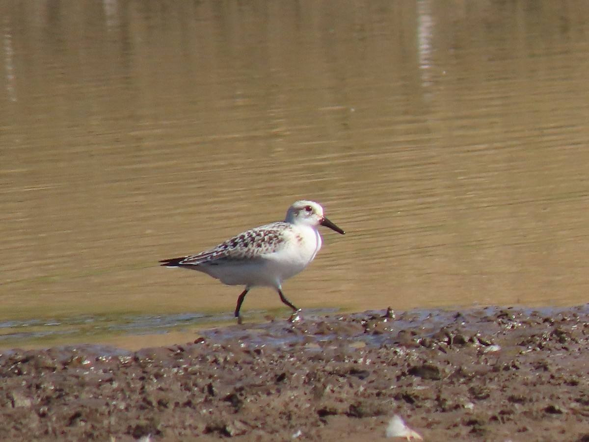 Bécasseau sanderling - ML608712954