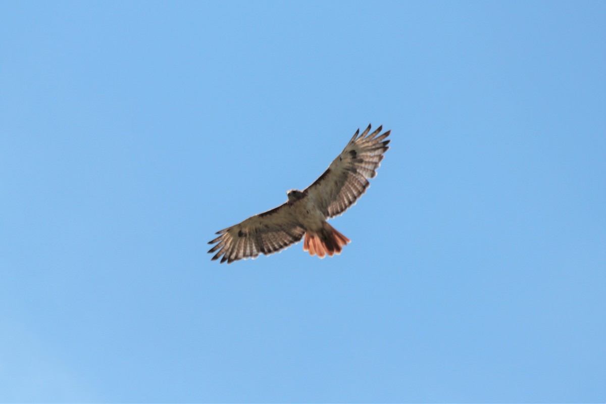 Red-tailed Hawk - ML608712965