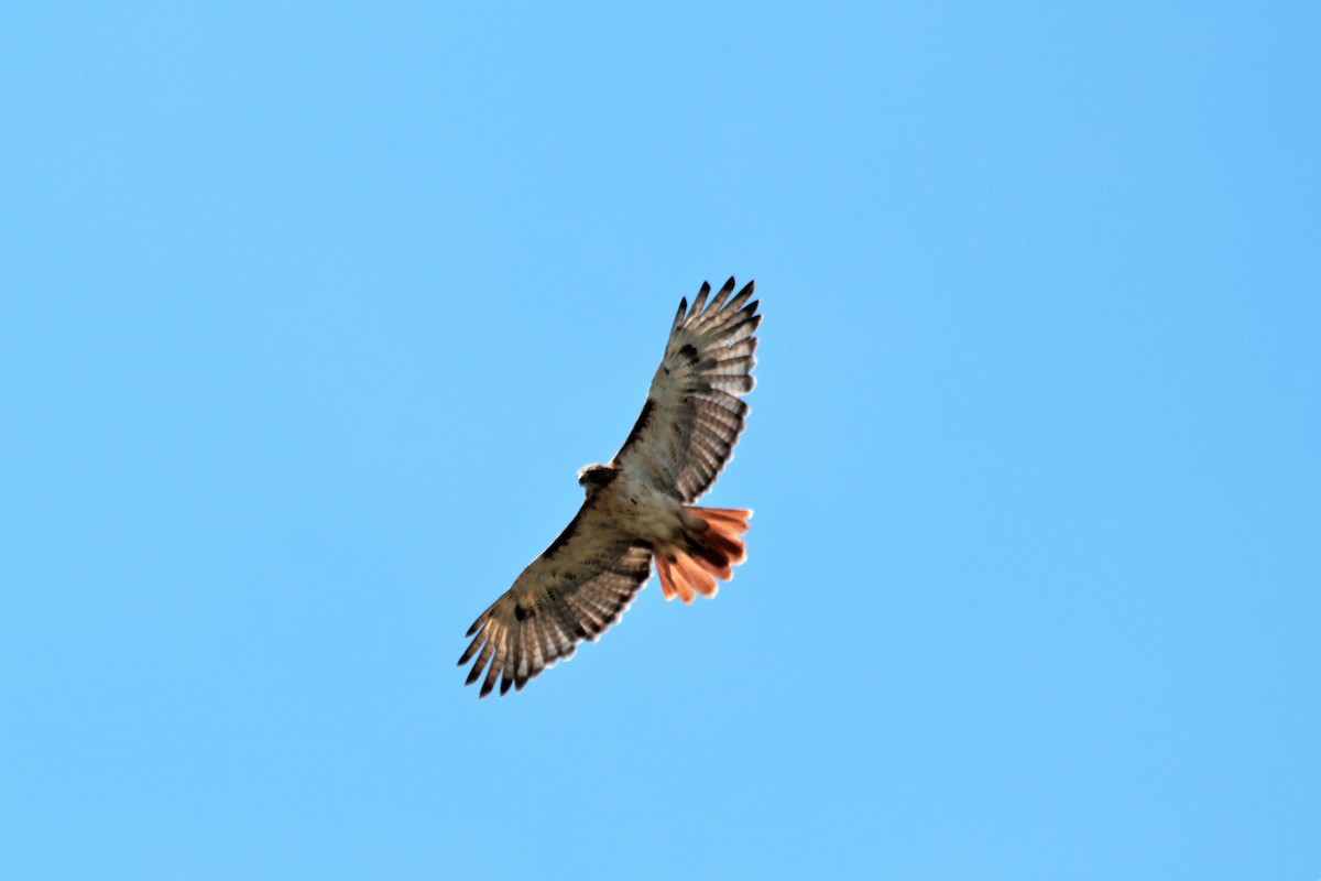 Red-tailed Hawk - ML608712966