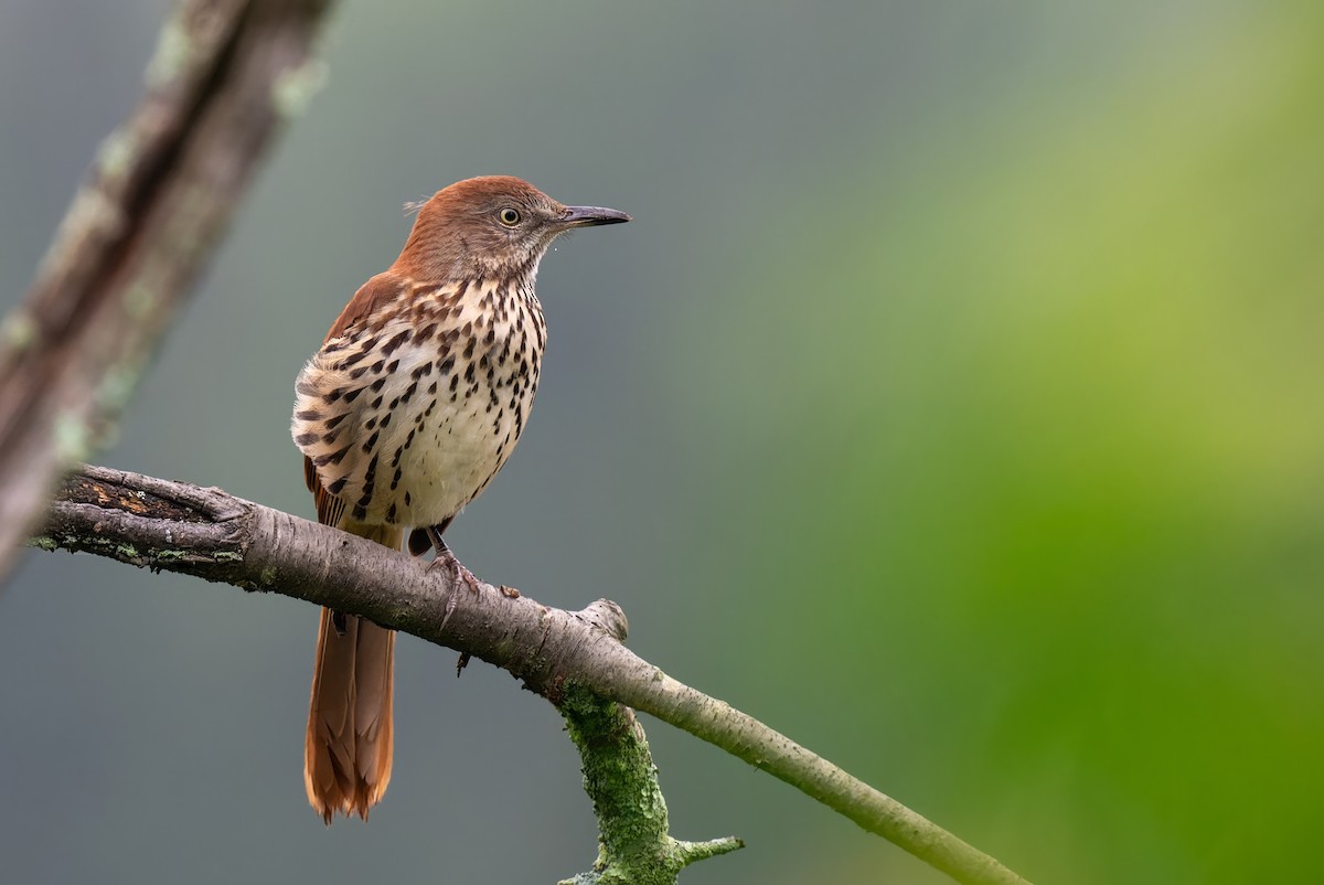 Brown Thrasher - ML608713023