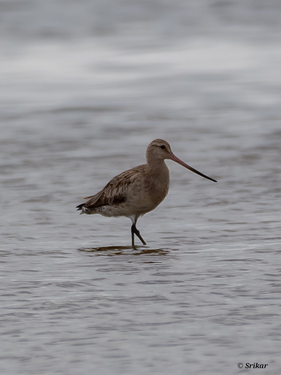 Bar-tailed Godwit - ML608713046