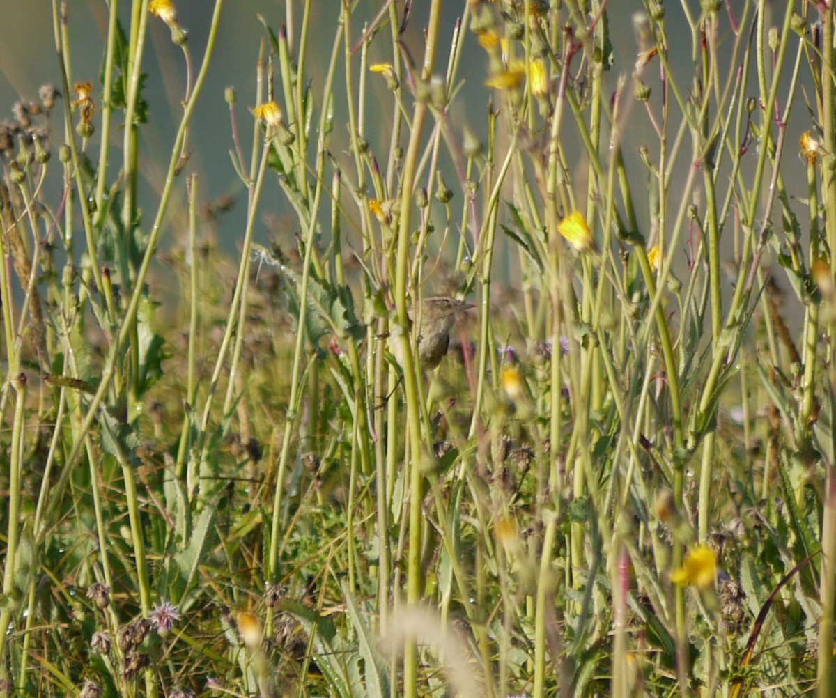 Paruline à couronne rousse - ML608713055