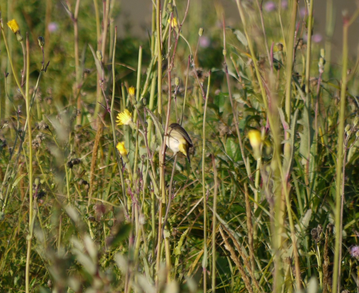 Palm Warbler - M Eubank