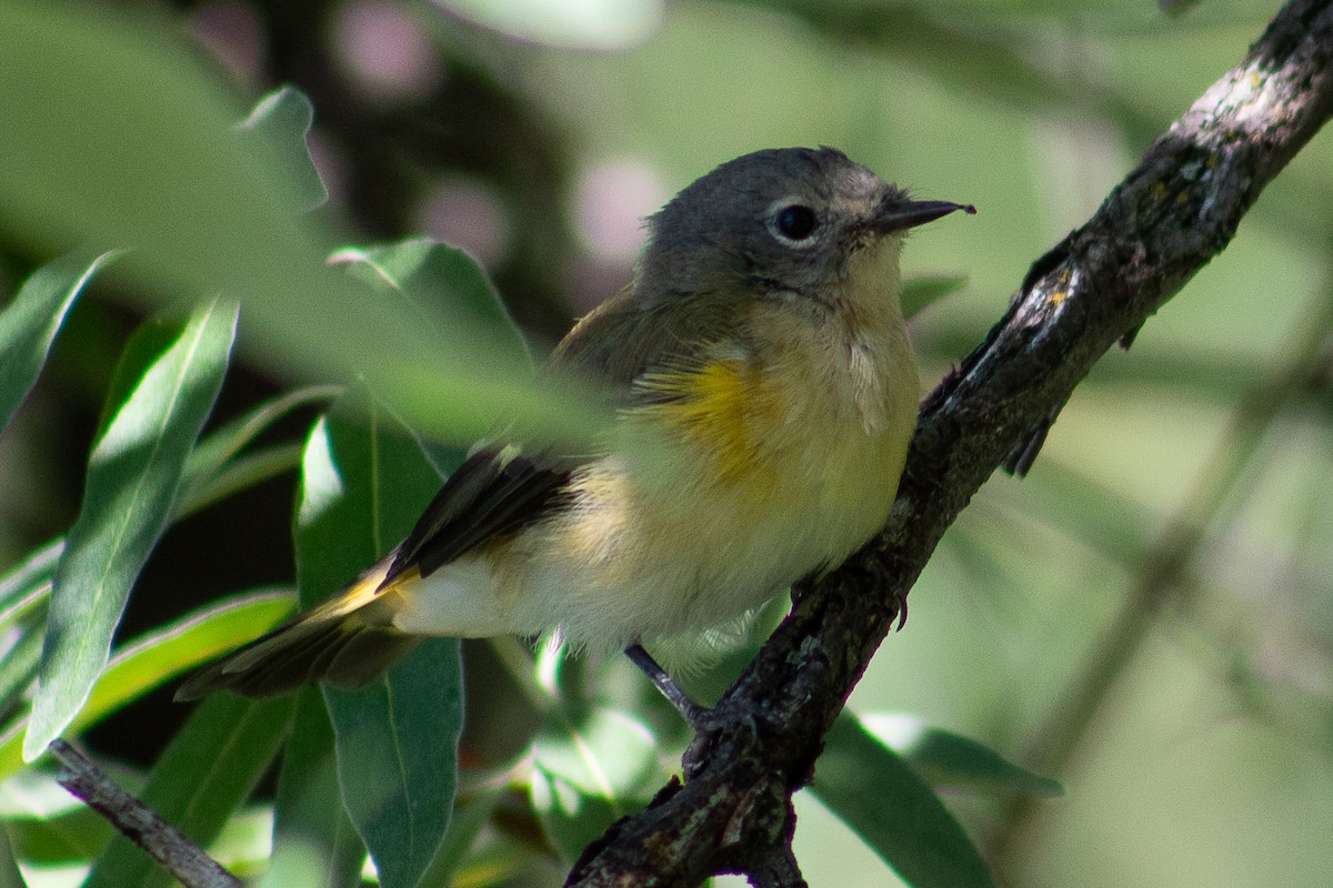 American Redstart - ML608713098