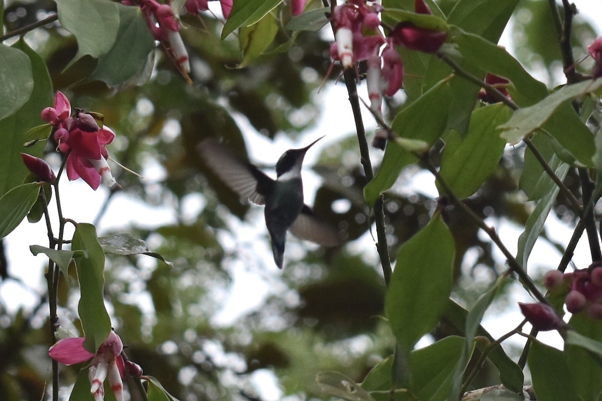 White-throated Daggerbill - ML608713105