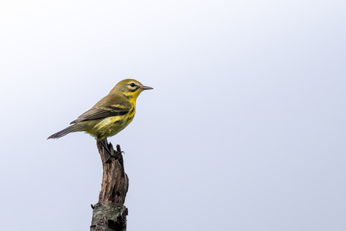 Prairie Warbler - ML608713117