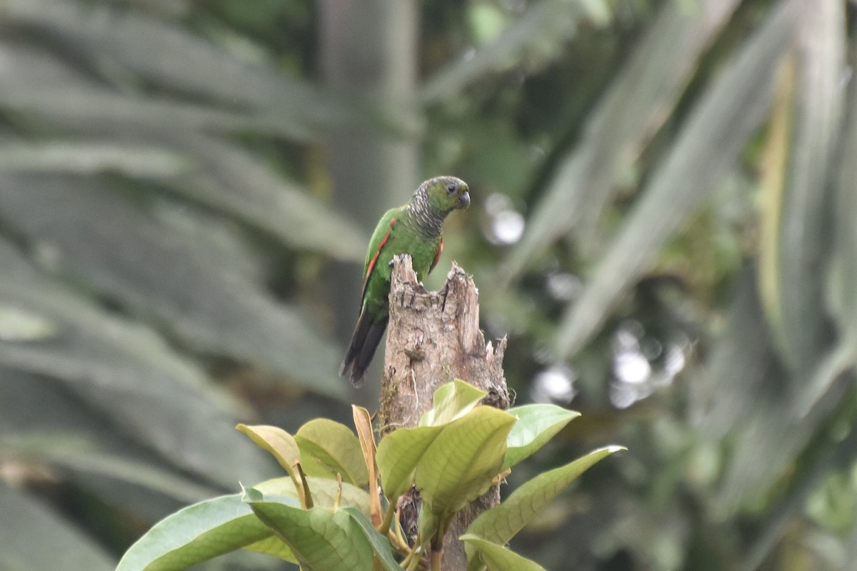 Maroon-tailed Parakeet (Choco) - ML608713119