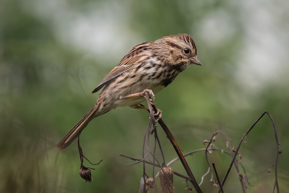 Song Sparrow - ML608713126