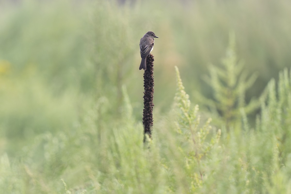 Eastern Phoebe - ML608713131