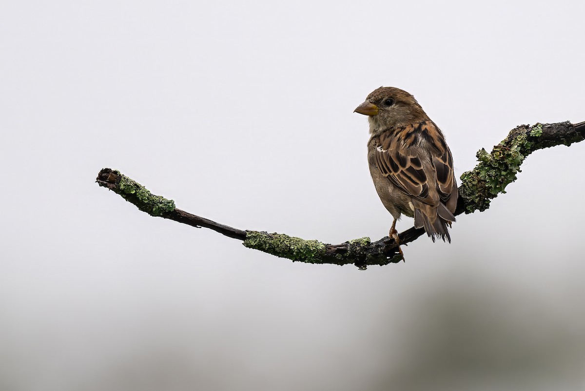 House Sparrow - ML608713187