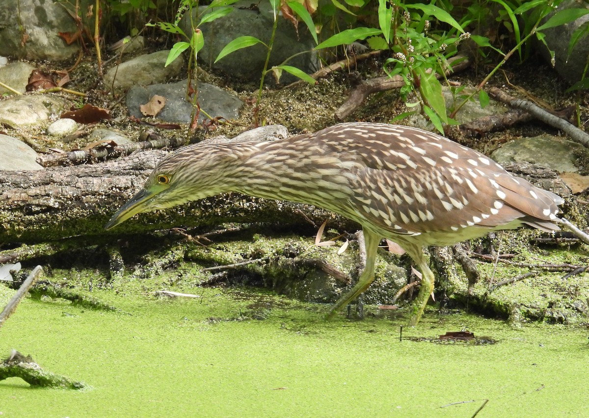 Black-crowned Night Heron - Matt Tobin