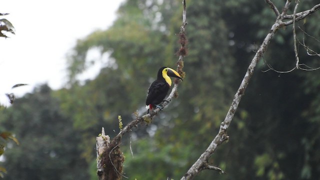 Yellow-throated Toucan - ML608713203