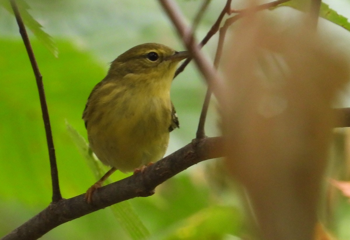 Blackpoll Warbler - ML608713222