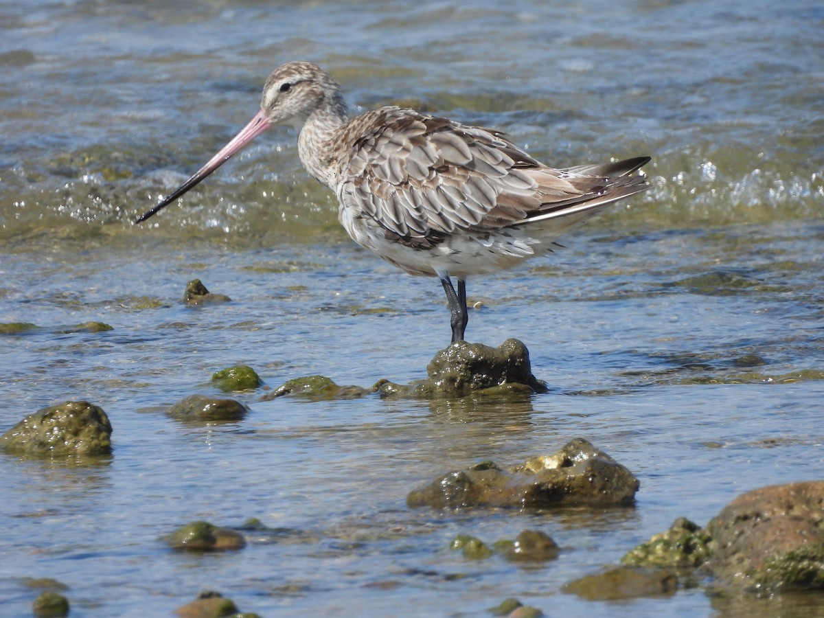 Bar-tailed Godwit - Jose Zarapico