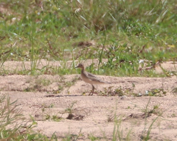 Buff-breasted Sandpiper - ML608713343