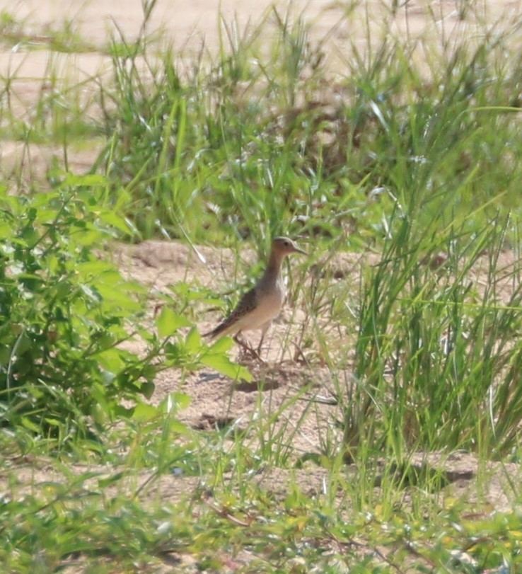 Buff-breasted Sandpiper - ML608713344