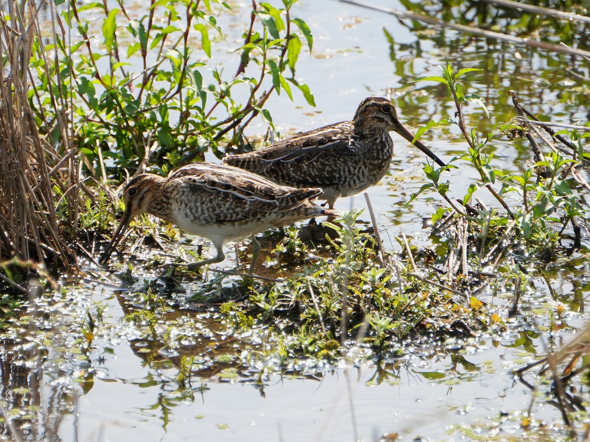 Wilson's Snipe - ML608713379