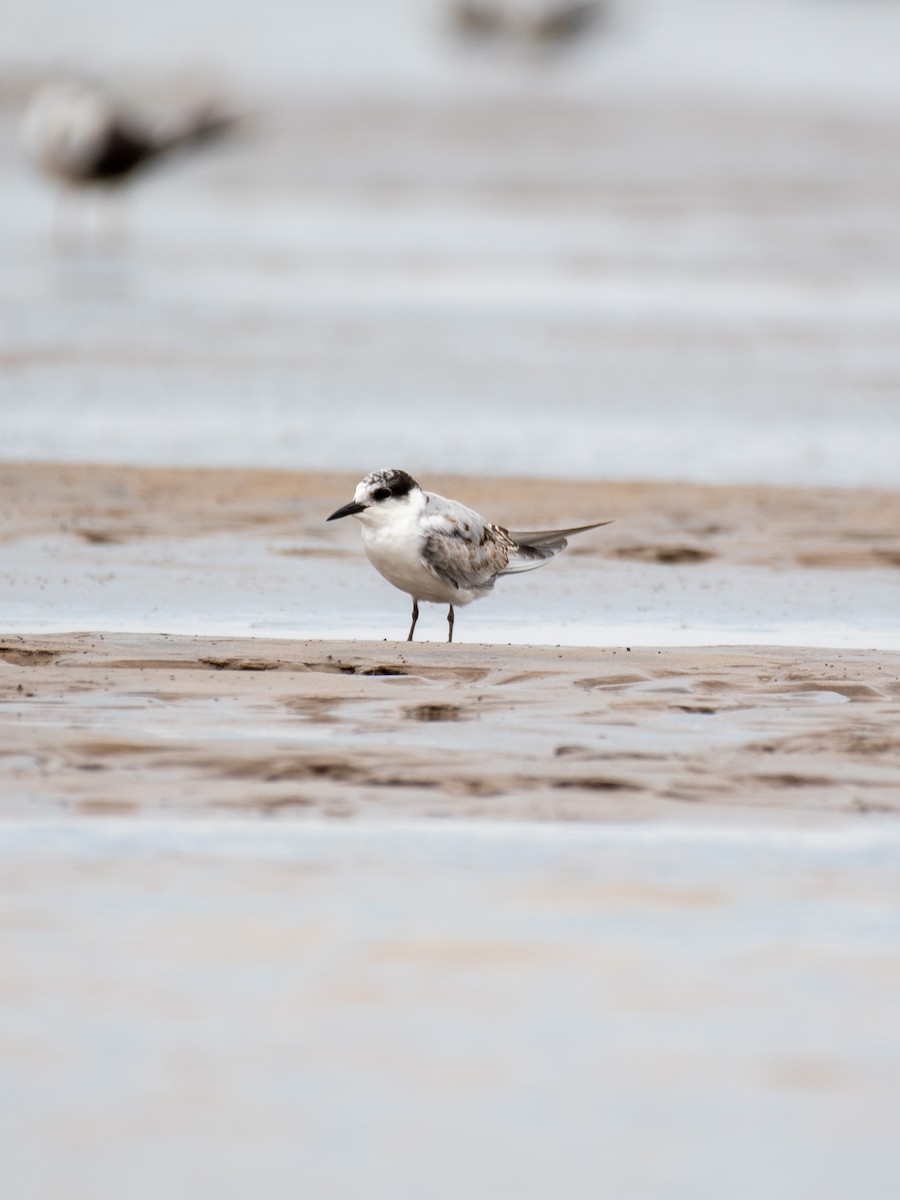 Whiskered Tern - ML608713500