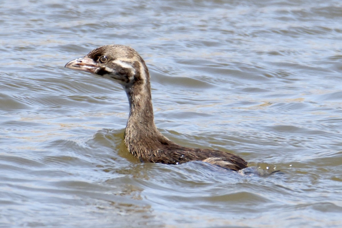 Pied-billed Grebe - ML608713679