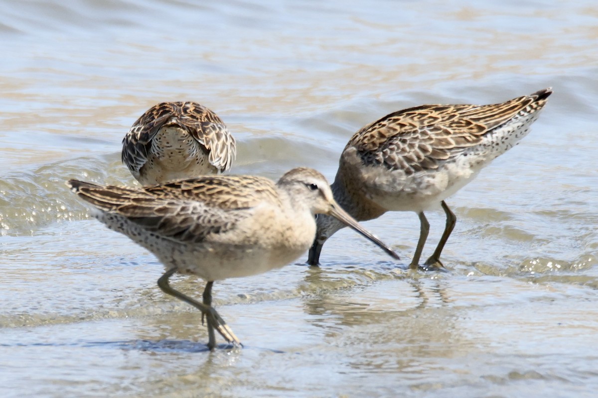 Short-billed Dowitcher - ML608713698