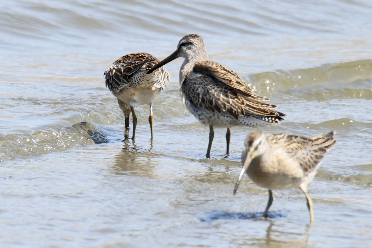 Short-billed Dowitcher - ML608713699