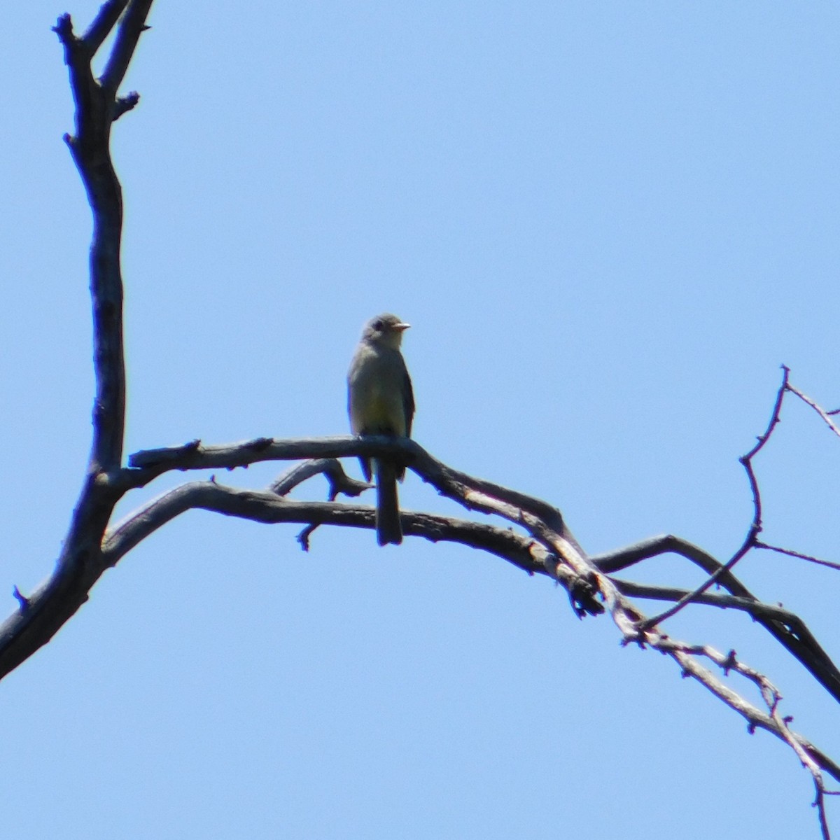 Greater Pewee (Mexican) - ML608713707